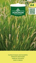 Dogs Grass Seeds
